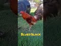 usapang manok ii blues black