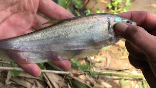 Fish hunt - Bronze featherback fish fishing and hunting in the lake, ブロンズフェザーバックハンティング