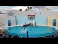 須磨海浜水族園イルカトレーニングライブ② 2018年 11月