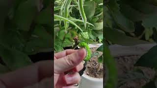 Caterpillar (larva) of Papilio xuthus with everted orange osmeterium from my neighbor's balcony