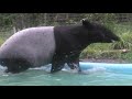 ユメとカナエのお風呂と夕ご飯　yume and kanae s bathing and dinner マレーバク　多摩動物公園