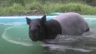 ユメとカナエのお風呂と夕ご飯　Yume and Kanae's bathing and dinner   マレーバク　多摩動物公園