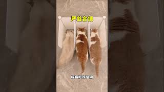 总算不怕爱抢食的小胖猫多吃了！万物可爱计划 宅家治愈记曼基康矮脚 萌宠好物