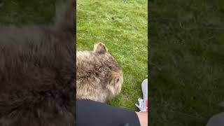 When a Wombat uses you as a scratching post