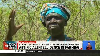 Kenyan farmers turn to Artificial Intelligence to boost yields