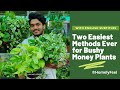 Two easiest methods ever for bushy money plants | Homely Feel | Diyab