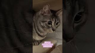 【猫カフェ】スマイルアゲイン - スタッフのつくしちゃんです 250202 #猫 #cat #かわいい #猫カフェ #スマイルアゲイン #兵庫県 #伊丹市