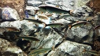 淡水魚水槽　ウグイ（ハヤ）　【さいたま水族館】