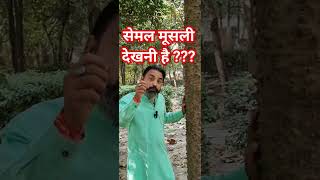 सेमल मूसली कैसी होती है ? #shorts  #ytshorts #semalmusli #सेमलमूसली #ankurpathak