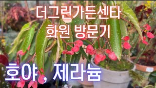 더그린가든센타 화원 방문~ 다양한 호야, 제라늄, 콘크르니아나, 베고니아, 구근식물