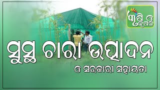 ସୁସ୍ଥ ଚାରା ଉତ୍ପାଦନ ଓ ସରକାରୀ ସହାୟତା