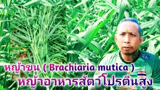 หญ้าขน (Brachiaria mutica) หญ้าอาหารสัตว์โปรตีนสูง |คนอีสานออนไลน์