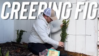 Planting Creeping Fig! A Beautiful Climbing Plant 🌿 || Visit Our Garden