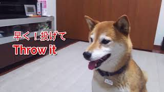 柴犬クリ（Shiba Inu Kuri）雨の日の散歩から、帰って　はしゃぎ出した！When