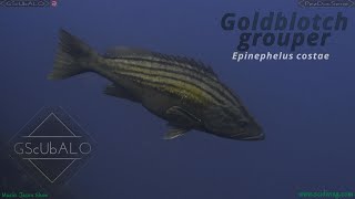 Goldblotch grouper #GScUbALO #PezDocSerie