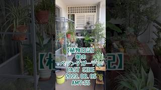 【植物日記】朝のベランダガーデン EAST SIDE 2023.08.05 AM7:55