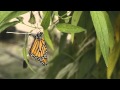 Monarch Conservation