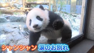 【パンダ】シャンシャン、涙のお別れ…