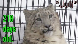 【daysold】ユキヒョウのユーリくん♀218日齢 Juli snowleopard  218days old.