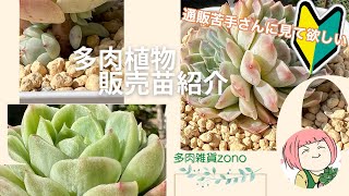 171【多肉植物】販売苗紹介🌵ネット通販苦手さん応援！簡単スマホでポチり方