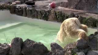 ホッキョクグマの朝と夕~One day of　Polar Bears