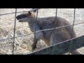 2016年1月2日 野毛山動物園 オグロワラビー