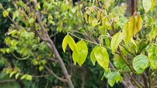 CARAMBOLA - Starfruit Flowers 2 Months Sooner