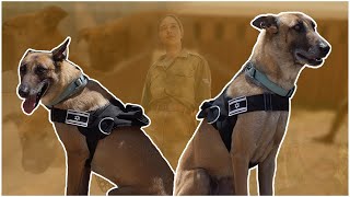 Inside Scoop with IDF Dog Trainer