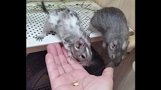 degu デグー　レア姉ちゃんは大好きだけど…おやつは渡せないよ～