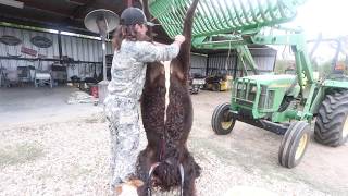 How to Skin and Quarter an American Bison!!!!