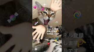 【シンガプーラ】ありがとうセラ社長 #shorts #子猫 #kitten #cat #pets #animals #ペットショップ #猫 #singapura #シンガプーラ #過保護 #ありがとう