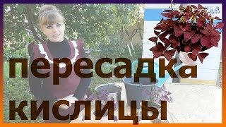 КИСЛИЦА пересадка выращивание  уход  полив болезни посадка! Как посадить кислицу.