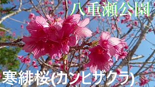 🌺サクラまつり🎶沖縄県南部／八重瀬公園🌸寒緋桜(カンヒザクラ)🌺Cherry Blossom Festival🎶Southern Okinawa/Yaese Park