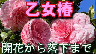 乙女椿の開花　タイムラプス撮影