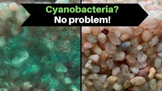 Cyanobacteria! How to get rid of Blue Green algae? Black out guide!