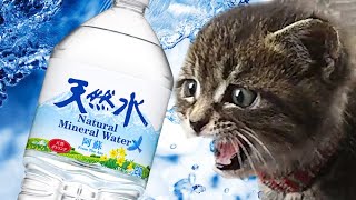 【都市伝説の検証】水入りペットボトルは猫よけになるのか？実験結果【Story of protected cat and dog】