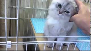 猫チンチラゴールデンとシルバーのアール♀とエル♂。Golden and silver chinchilla cat. aru\u0026eru.(20121007 173323)