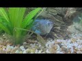 get a dwarf gourami 5 reasons why