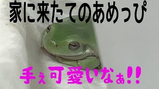 初めてうちに来たカエル