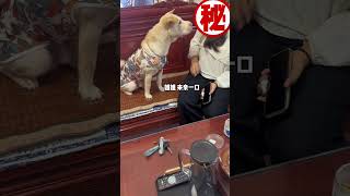 狗狗 古德猫宁妈妈 你啰嗦了 狗熊版本！