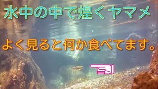 【🐟渓流水中魚動画】渓流の中の美しいヤマメの姿