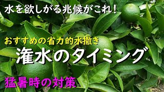 レモン、みかん、柚子 水を欲しがる兆候と潅水のタイミングがこれ！省力的な水の撒き方