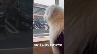 健気に飼い主の帰りを待つ犬🐶