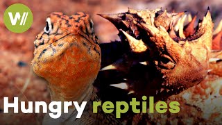 Western netted dragon and thorny devil hunt for grasshoppers and ants