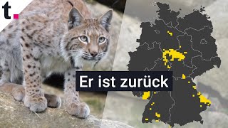 Luchs: Wo er in Deutschland wieder heimisch ist