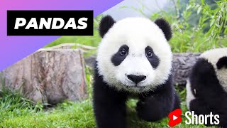 Pandas 🐼 One Of The Worst Mothers In The Animal Kingdom #shorts #pandas #animalk