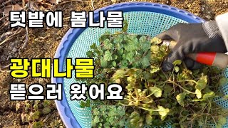 광대나물 뜯으러 텃밭에 왔어요 / 광대나물(장구쟁이) / 광대나물 무침 맛