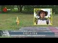 馬太鞍公園發現紅火蟻丘 現場插旗投藥防堵｜每日熱點新聞｜原住民族電視台