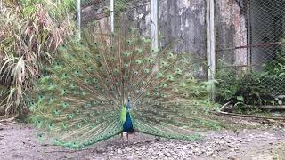 孔雀開屏🦚 /Peacock opening/ Pretty