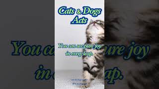 Cats \u0026 Dogs Acts♪日本語字幕あります♪C3